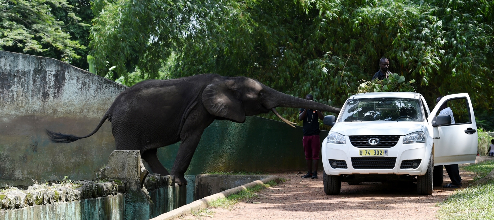 Elephants reaches for food in Abidjan 