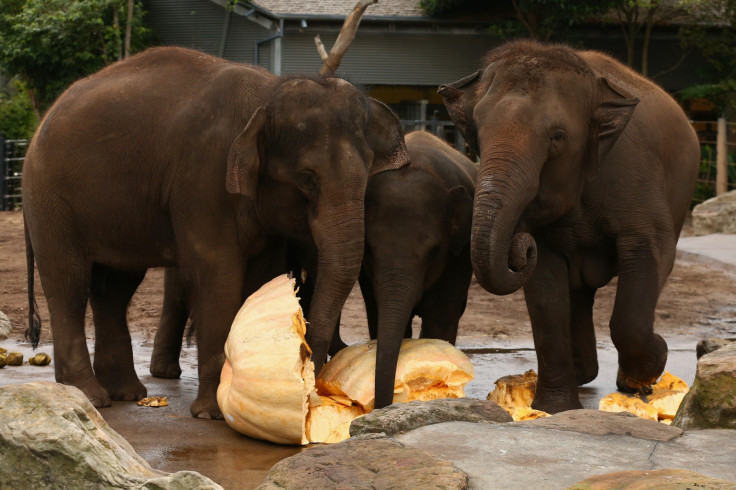 Elephants enjoy a giant pumpkin snack