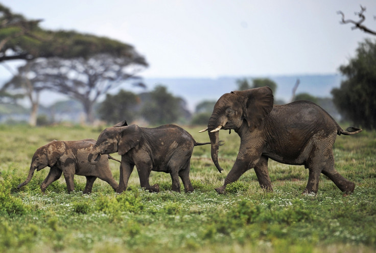 Elephant calves play at Amboseli