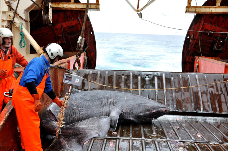 Greenland shark