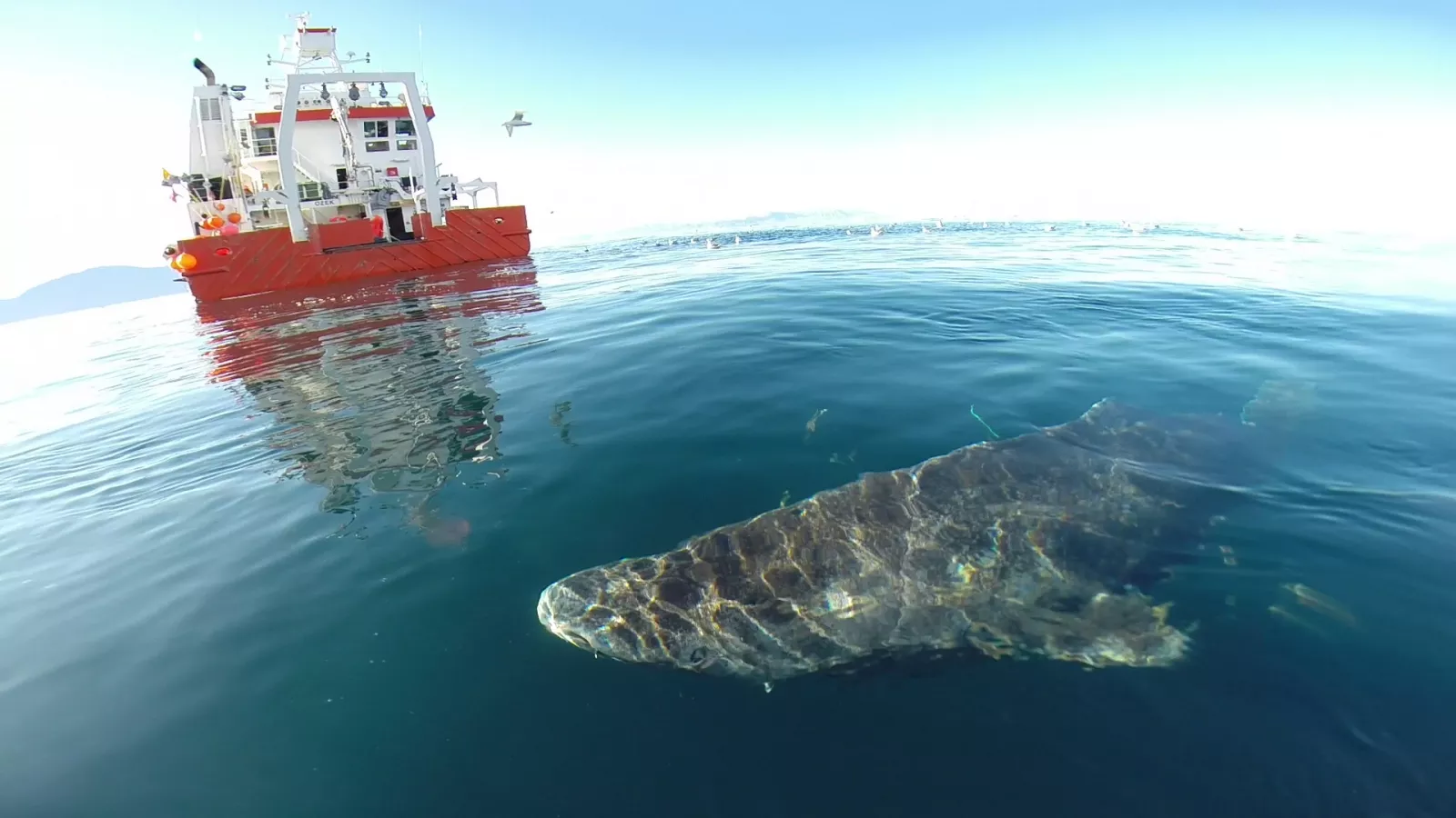 Ancient half-blind Greenland shark found in Caribbean, miles away from Arctic - Vimarsana News