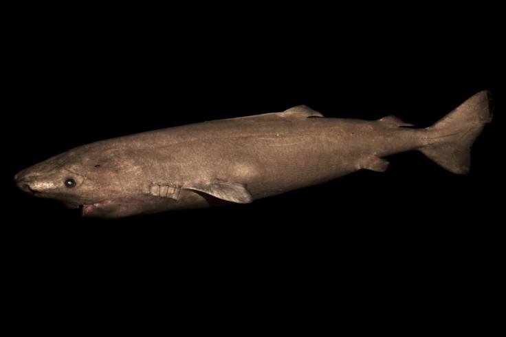 Greenland shark