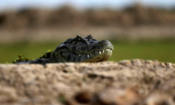 Alligator attack florida