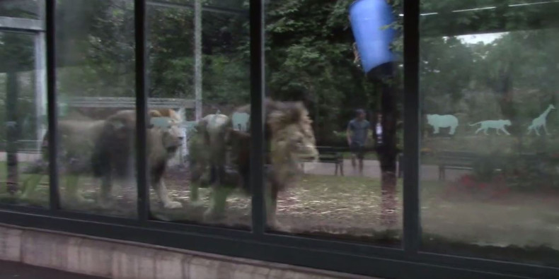 Screenshot of lions pacing at Bristol Zoo