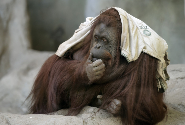 An orangutan at Buenos Aires' zoo