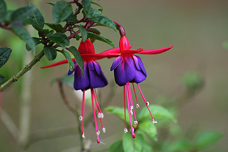 Fuchsia