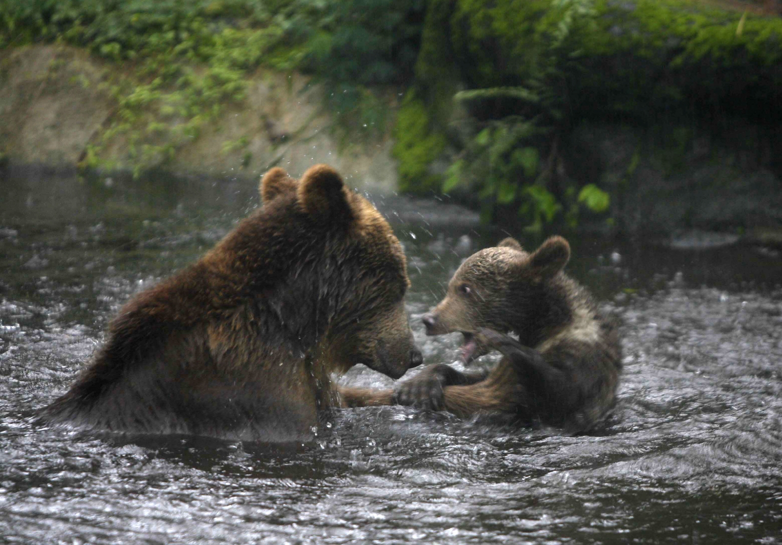 'Don't take selfies with bears': Police remind people of guidelines ...