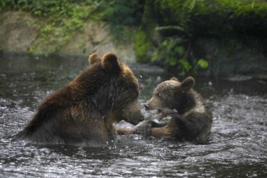 Alaskan brown bear plays with cub