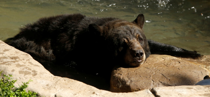 black bear