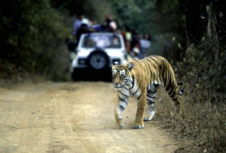  Ranthambore National Park