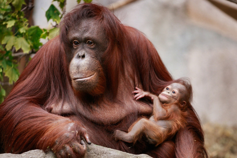 Borean orangutans