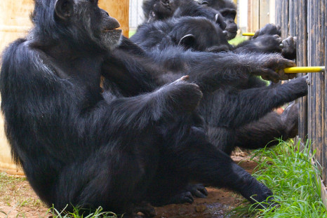 chimpanzee cooperation
