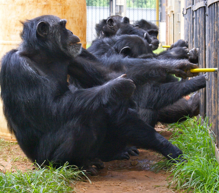 chimpanzee cooperation