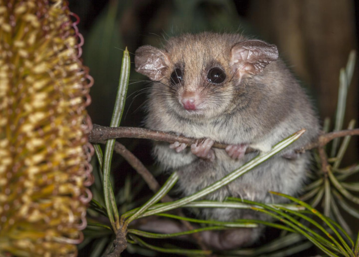 hibernation pygmy possum 