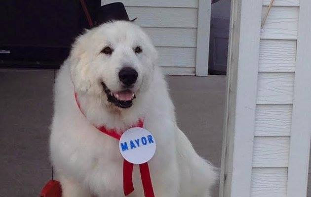 Duke the dog mayor of Cormorant