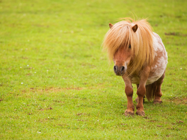 Shetland Pony