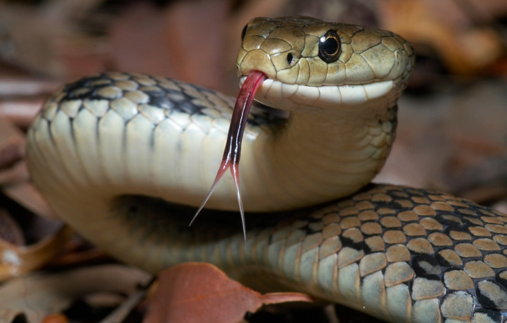 Snake with its tongue out