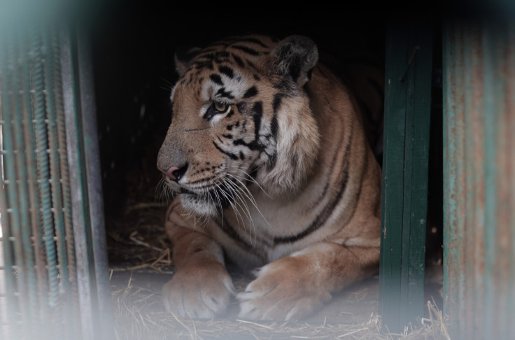 Laziz, Gaza's last tiger.