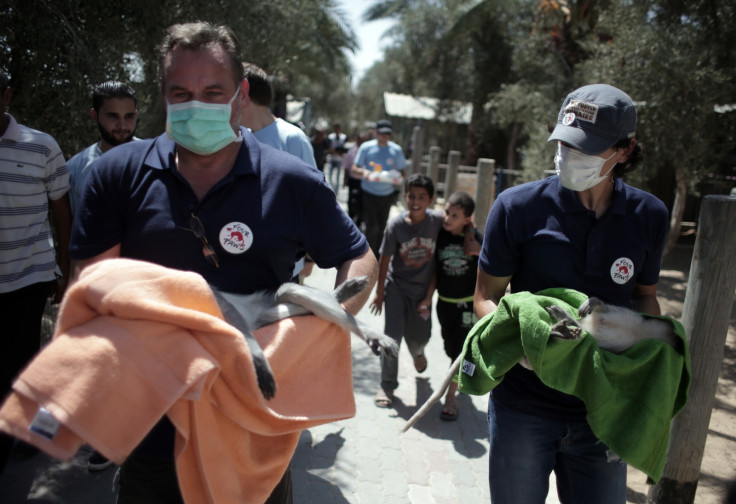 Monkeys carried out of Gaza zoo