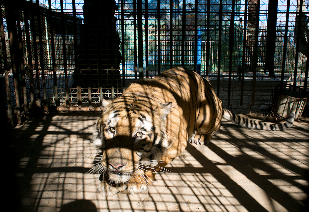 Роль зоопарков. Термезский зоопарк. Тигр в зоопарке. Тигр в клетку.