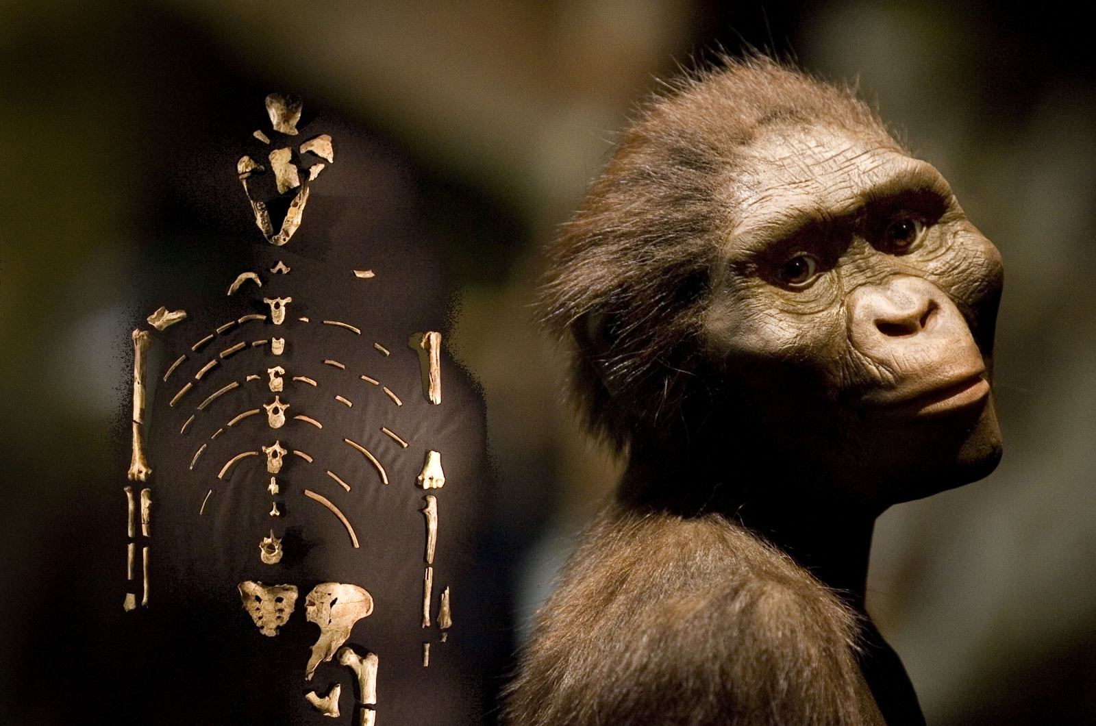 Lucy The Australopithecus One Of Our Oldest Found Human Ancestor   Lucy Fossil 