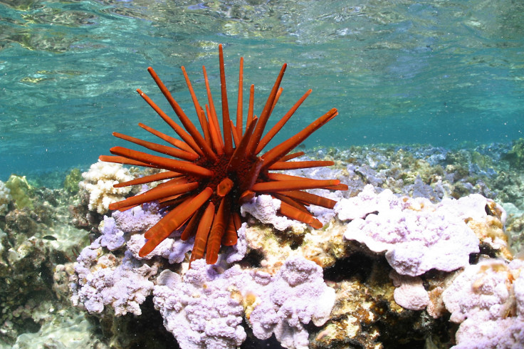Papahānaumokuākea red pencil urchin