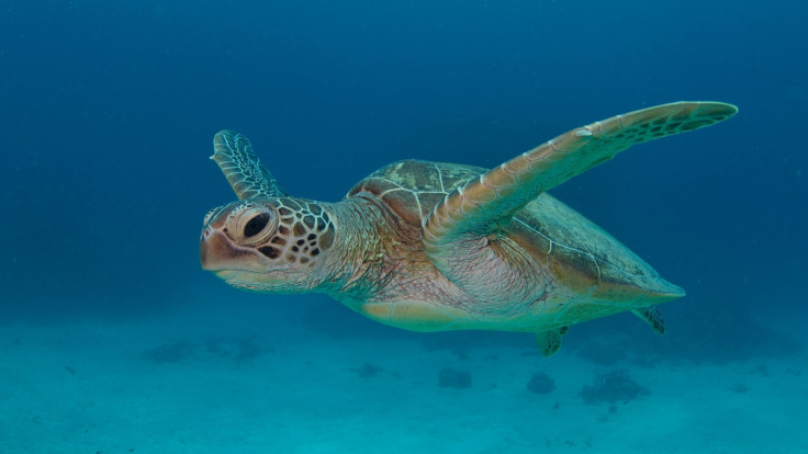 Papahānaumokuākea green turtle