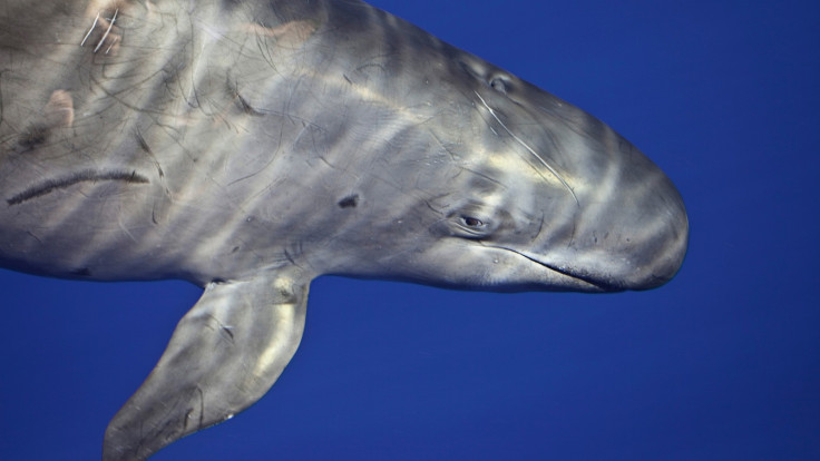 Papahānaumokuākea false killer whale