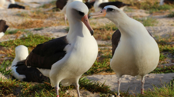 Papahānaumokuākea Laysan albatrosses