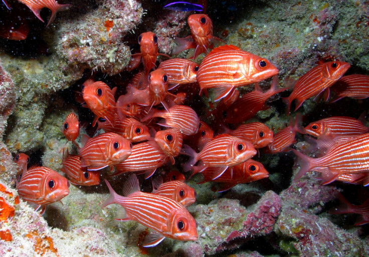 Papahānaumokuākea squirrelfish
