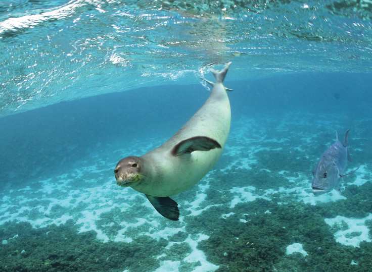 Papahānaumokuākea Hawaiian monk seal