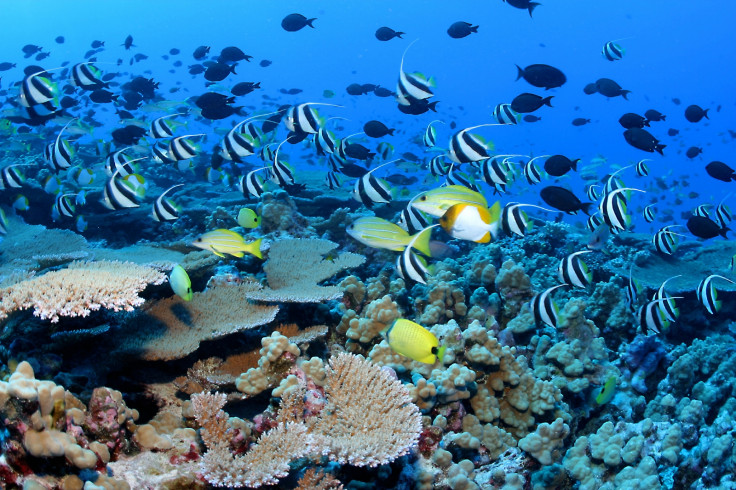 Papahānaumokuākea reef fish