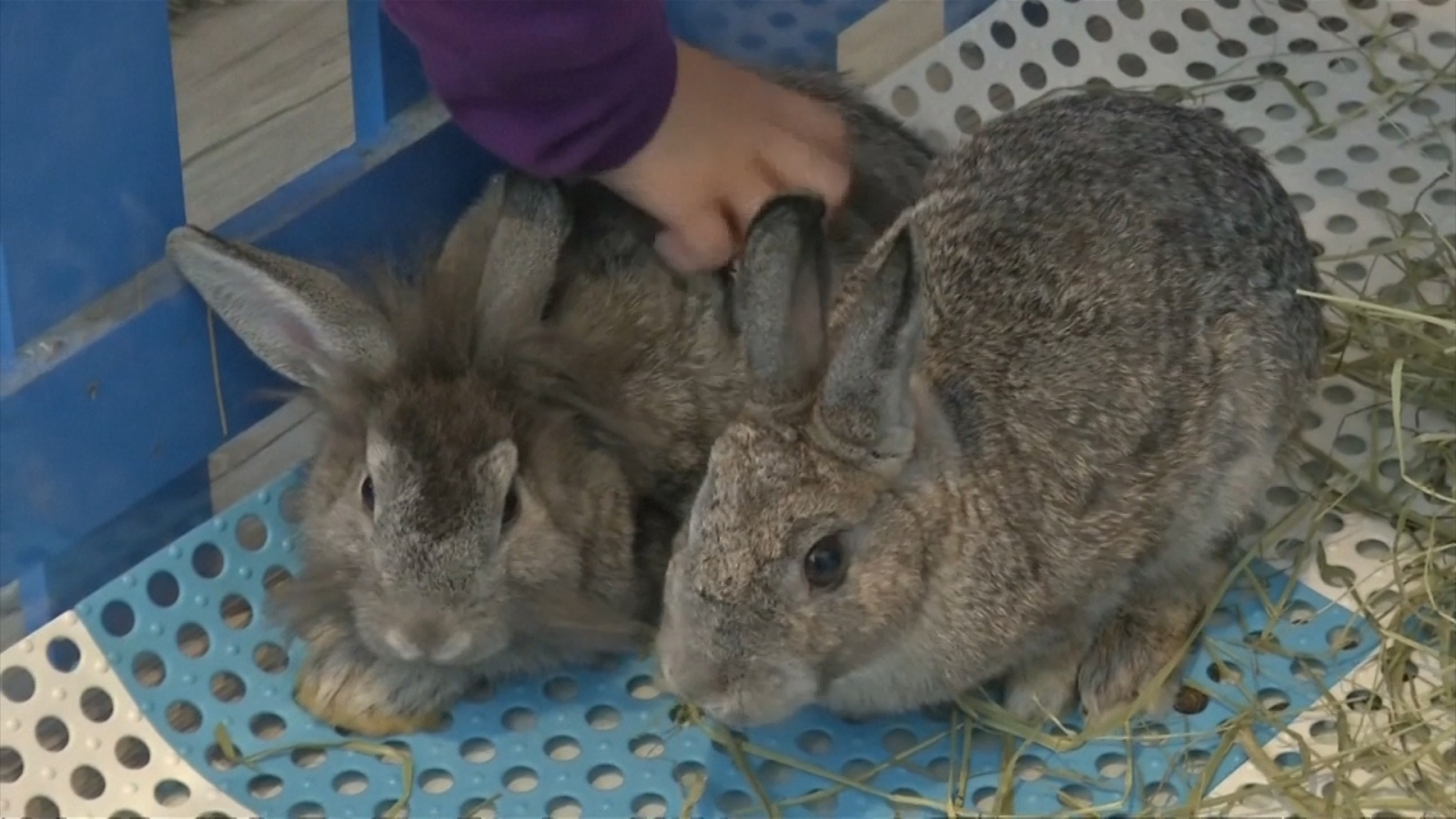 Tourists are slowly killing inhabitants of Japan's Rabbit Island ...