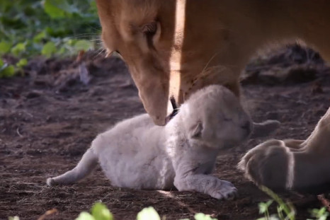 White lion cub born at Hungarian zoo