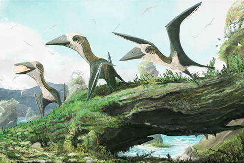Small-bodied pterosaurs