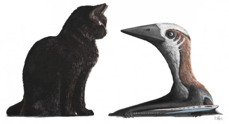 Pterosaur-cat comparison
