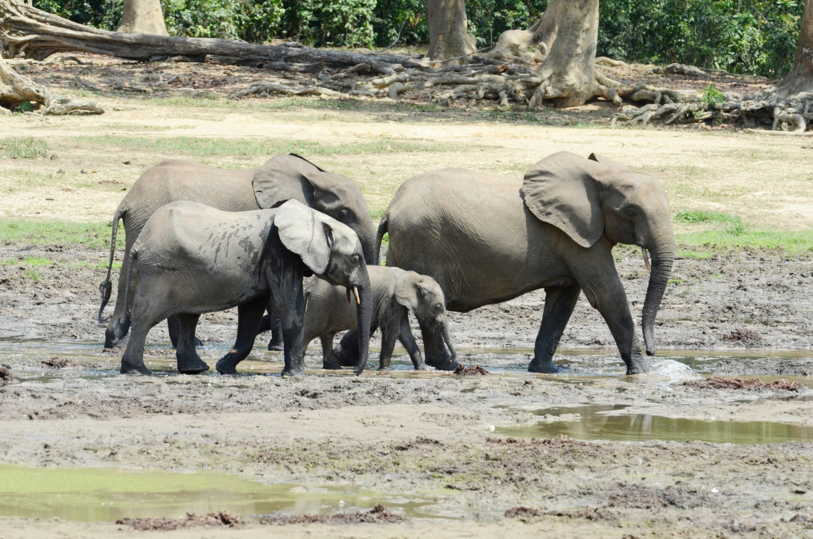 Africa's forest elephant population will take nearly a century to