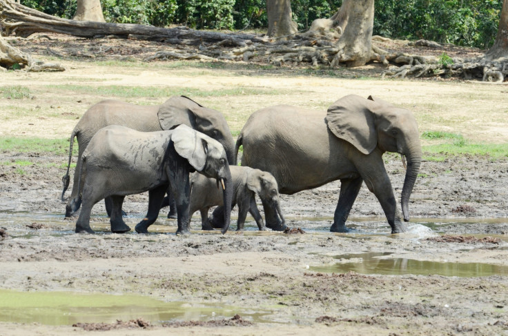 Forest elephants