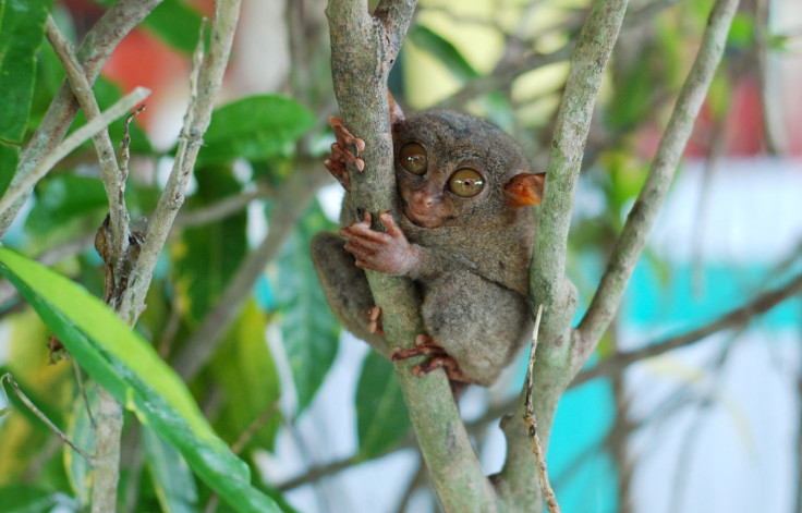 Philippine tarsier