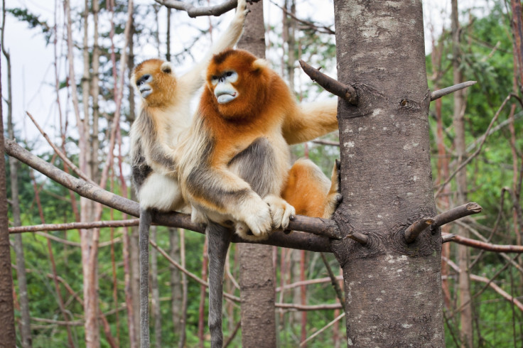 golden snub nosed monkey