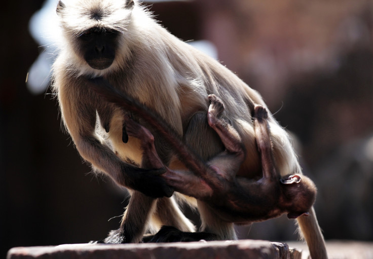 Kashmir grey langur