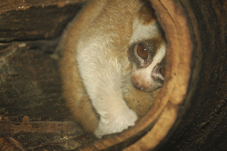 Javan slow loris