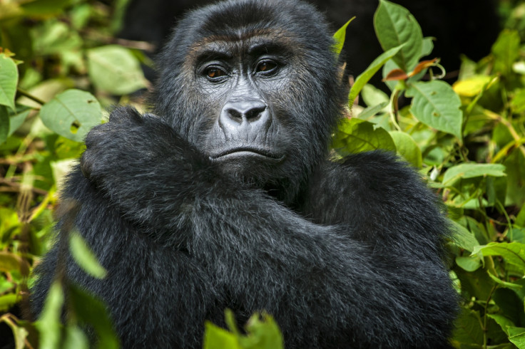 Eastern lowland gorilla