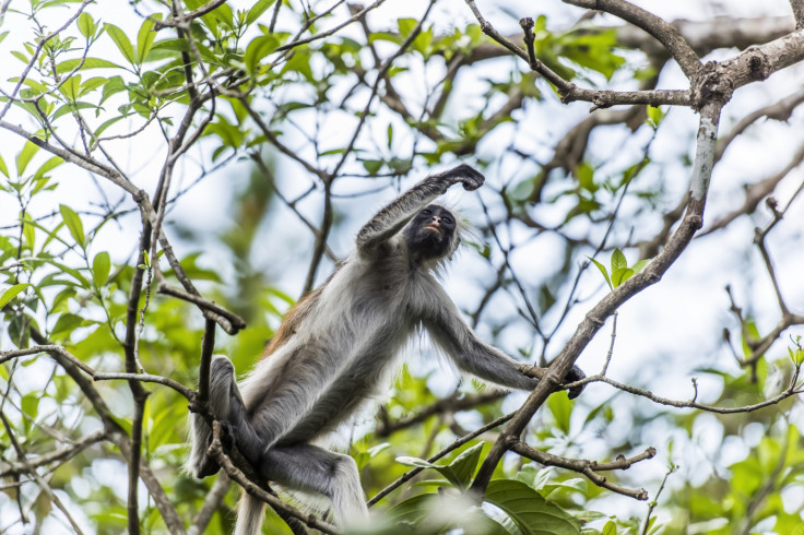 Red colobus monkey