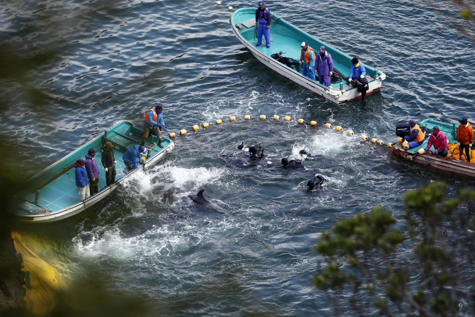 Dolphin hunt in Taiji