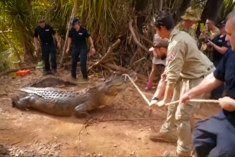 Large crocodile captured in Australia 