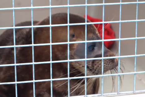 Tiny seal doesn't want to be released back into the wild