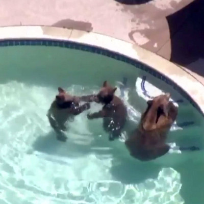 bears in pasadena pool