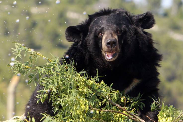 Asian black bear