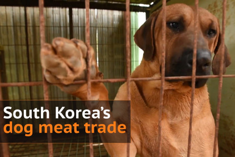 South Korea's dog meat trade